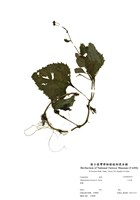 藏品(下田菊)的圖片